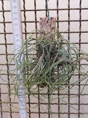 TILLANDSIE Tillandsia butzii clump, XL, aufgebunden, jeweils eine Gruppe
