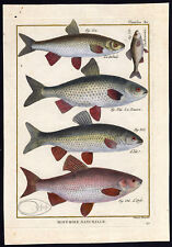 Antique Fish Print-DACE-BITTERLING-ROACH-IDE-ORFE-Bonnaterre-1788