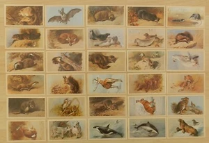 1984 GRANDEE CIGAR CARDS BRITISH MAMMALS FULL SET 30 CARDS - Picture 1 of 4
