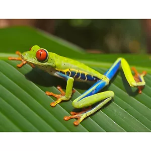 Balboa Red Eyed Tree Frog On Leaf Photograph Large Art Print 18X24" - Picture 1 of 5