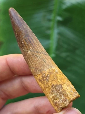 7,4 cm gebogener Zahn des Spinosaurus - Dinosaurier Fossil Zahn - Bild 1 von 4