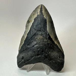 Megalodon Shark Tooth 5.12 Inch - Huge - Authentic Teeth - Real Fossil 19629 - Picture 1 of 8