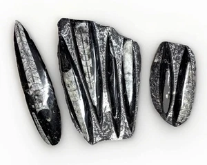 Lote de 3 especímenes fósiles de Marruecos Orthoceras: 2,25, 1 y 5 libras L15 - Imagen 1 de 20