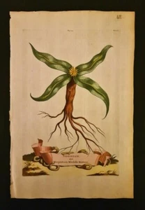 Grabado botánico estampado floral antiguo Munting, siglo XVII, original - Imagen 1 de 1