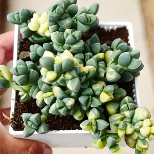 Exact Plant, Corpuscularia Lehmannii Variegated (BIG Plant) - Picture 1 of 12