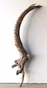 Treibholz Schwemmholz Driftwood 1 XXL Skulptur Basteln 105 cm - Bild 1 von 10