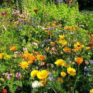 BIENENWEIDE HUMMEL & BIENENWIESE SOMMER-BLUMEN-WIESE BLUMENMISCHUNG 500 SAMEN - Bild 1 von 3