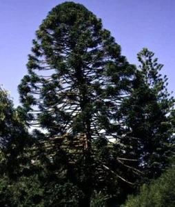 BUNYA PINE SEEDLINGS – ARAUCARIA BIDWILLII - Picture 1 of 4