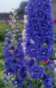 Die Gattung Delphinium, Delfinellen, Lerchenfuß, Lerchensamen, Bio - Bild 1 von 6