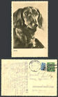 Dachshund German Sausage Dog Puppy Waldi Steuermarke 10Pf Kiel 1955 Old Postcard