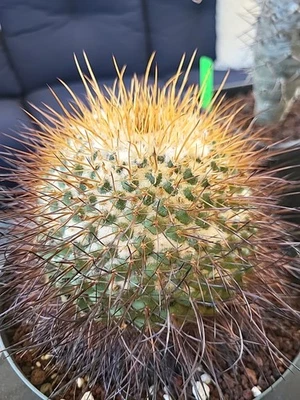 Mammillaria Pettersonii Cactus Succulents Mature Flowering Plant - Image 1 of 4