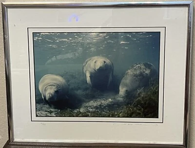 Ламантины в металлической рамке 11x14 фотография с автографом #'d Paul D. Leach Ocean LTD - Изображение 1 из 4
