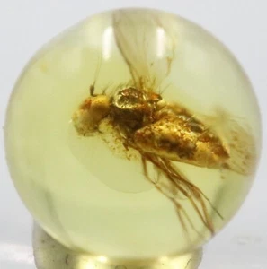 Amber Bead 6.75 mm NOT DRILLED Sphere with Rare Insect trapped for Million Years - Imagen 1 de 9