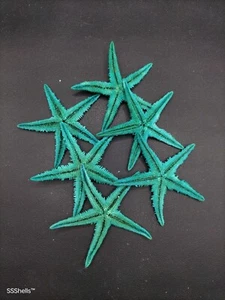 6 x large aqua real starfish. Beach decor, scrapbooking craft marine coastal art - Picture 1 of 3
