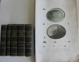 VOYAGE CORVETTE L'ASTROLABE, DUMONT D'URVILLE. 5 Textes & 23 pls Mollusques.1830 - Foto 1 di 9
