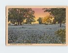 Postkarte Blaumützen Die Staatsblume von Texas USA Nordamerika