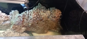 5 kg roca muerta roca viva agua de mar agua salada roca placas piedras - Imagen 1 de 7