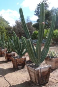 One (1) Cutting of Peruvian Cactus Apple Cactus Repandus Fruit & Night Blossoms  - Picture 1 of 2