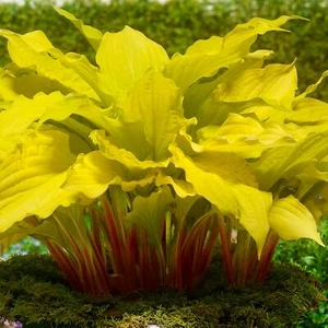 Easy to Grow Hosta Lipstick Blonde 3 Plant Roots Spring Summer Shade Garden - Picture 1 of 1