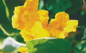 Nasturtium - Double Golden Gleam - 5+ seeds - Semillas - Grains - Samen Ed 034 - Picture 1 of 1