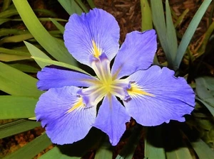 LOUISIANA Iris (Iris SINFONIETTA) - Perennial - 2 Plants/ Rhizomes - Picture 1 of 3
