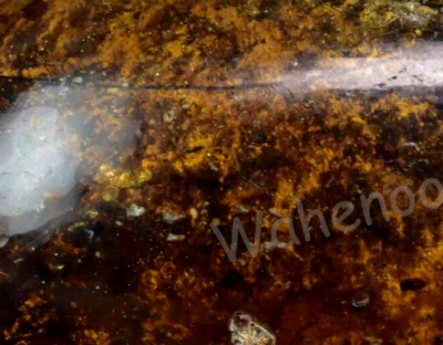 92.80 Ct 100% Natural Yellow Amber Insect Inclusion Certified Loose Gemstone - Image 1 of 4