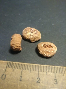 Koralle 3 x Fossilien Versteinerung Deko 390 Mio Jahre - Bild 1 von 2