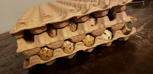 16 Moulded Paper Quail Egg Tray 7"X13" Holds 50 Eggs up to Jumbo  Brown Coturnix