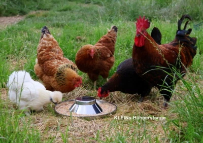 Futtertrog Edelstahl Hühner Küken Futterspender Stalleinrichtung Napf Tränke - Bild 1 von 4
