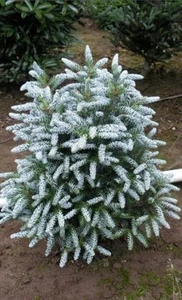 Abies Koreana Silberlocke, Korean Fir , Evergreen, Conifer, In 5 Litre Pot - Picture 1 of 5