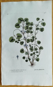 Ground Ivy Glechoma - Large Botanical Print Knorr Thesaurus - 1789 - Picture 1 of 1