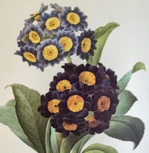 Piatto libro stampa arte botanica P. J. Redoute fiori PRIMULA AURICULA 110 - Foto 1 di 2