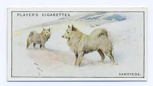 SAMOYED PLAYERS 1925 ISSUE SCENIC SERIES OLD DOG CIGARETTE CARD #28 - Picture 1 of 2