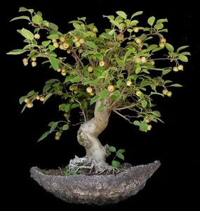 Bonsai - Zierapfel - Malus spec. 53cm - mit vielen Äpfeln - Freilandbonsai - Bild 1 von 2