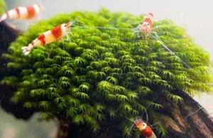Phoenix Moss US Fissidens Moss- live Aquarium Plants - Picture 1 of 3
