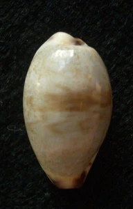 Gema Cypraea gracilis 16-17 mm caracol - Imagen 1 de 2