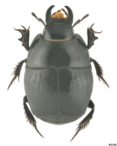 Coleoptera Histeridae sp. Botswana 13mm - Bild 1 von 1