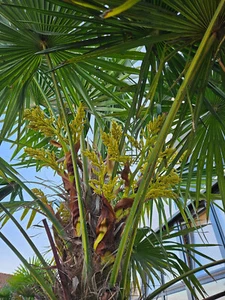30 Samen Trachycarpus Fortunei / Chinesische Hanfpalme - Deutsche Ernte 2025 - Bild 1 von 5