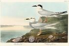 Havell's Tern and Trudeau's Tern by J.J. Audubon Birds of America + Ships Free