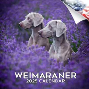 WEIMARANER Wall Calendar 2025 Animal DOG PET Lover Gift - Bild 1 von 2