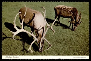 Postcard Alaskan Reindeer - Picture 1 of 2