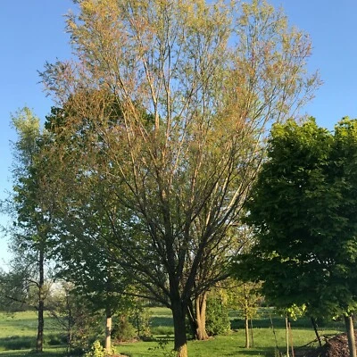 Willow 10-20 Cuttings for Planting- fast Growing Super Willow Tree 4 Large Yards - Image 1 of 4