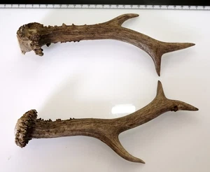 2 Geweihstangen vom Reh Geweih Deko Tischdeko Floristik - Bild 1 von 2