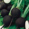 Spanish Black Radish - 25+ seeds - Semillas - Graines - Samen - BLACK and FINE!