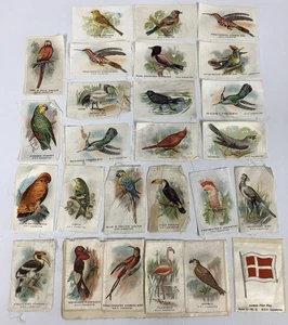 Silk BDV Cigarette Cards Birds Collection - Tropical & Temperate Species 28 - Picture 1 of 9