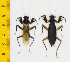 MANTIS - Metallyticus violaceus (Pair) - Tapah Hills - MALAYSIA - 9141 - Bild 1 von 1