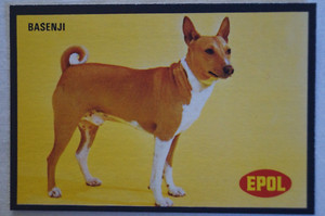 Dogs Vintage 1974 Epol Animal Feeds Colour Collector Card - Basenji