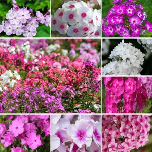 500 Samen PHLOX MISCHUNG Flammenblume Grandiflora Bauerngarten Sommerblumen - Bild 1 von 3