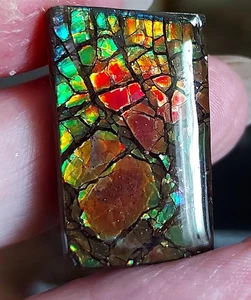 Ammolite Ammonite Coated Stone 29.2x18.2x5.5mm 16797 - Picture 1 of 5