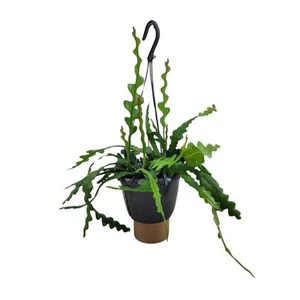 Sägeblattkaktus - Epiphyllum Anguliger - Zimmerpflanze - Ø14cm - ↕35cm - Bild 1 von 4